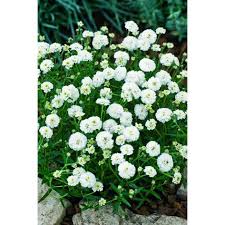 Attēlu rezultāti vaicājumam “Achillea ptarmica”