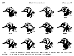 Attēlu rezultāti vaicājumam “Arenaria interpres adult”