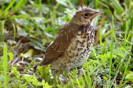 Attēlu rezultāti vaicājumam “Turdus pilaris”