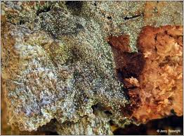 Attēlu rezultāti vaicājumam “Lecanactis abietina”