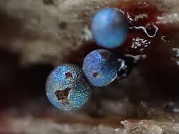 Attēlu rezultāti vaicājumam “Lamproderma nigrescens”