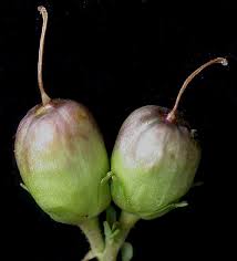 Attēlu rezultāti vaicājumam “Linaria vulgaris fruit”