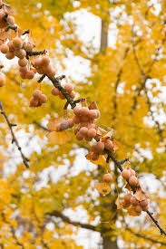 Attēlu rezultāti vaicājumam “Ginkgo biloba fruit”