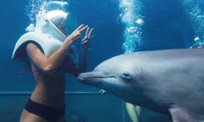 Image result for Durley Dolphin Diver