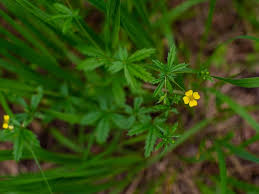 Attēlu rezultāti vaicājumam “Potentilla erecta flower”
