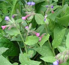 Image result for Lungenkraut