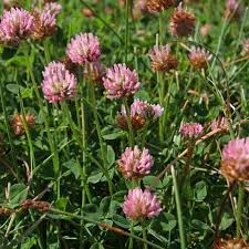 Attēlu rezultāti vaicājumam “Trifolium fragiferum leaf”