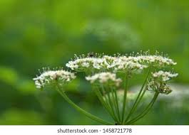 Attēlu rezultāti vaicājumam “Sium latifolium flower”