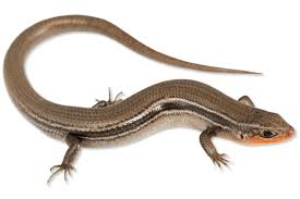 Attēlu rezultāti vaicājumam “Petractis sp.”