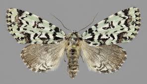 Attēlu rezultāti vaicājumam “Moma alpium”