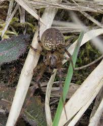 Attēlu rezultāti vaicājumam “Metellina merianae”