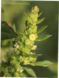 Image result for Chenopodium ambrosioides