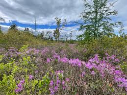 Attēlu rezultāti vaicājumam “Rhododendron canadense”