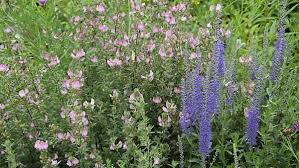 Attēlu rezultāti vaicājumam “Ononis arvensis”