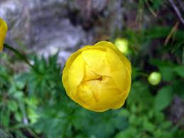Image result for Trollblume