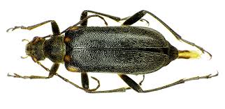 Attēlu rezultāti vaicājumam “Cortodera femorata”