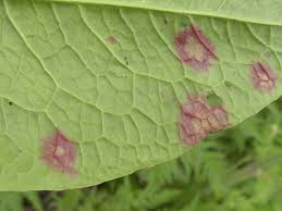 Attēlu rezultāti vaicājumam “Oenothera rubricauli leaf”