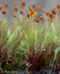 Attēlu rezultāti vaicājumam “Schistostega pennata”