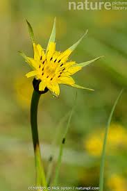 Image result for Tragopogon pratensis