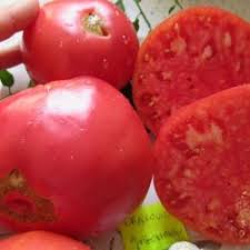 Afbeeldingsresultaat voor crnkovic yugoslavian tomato