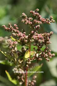 Attēlu rezultāti vaicājumam “Chenopodium rubrum leaf”