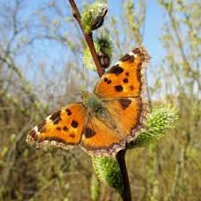 Attēlu rezultāti vaicājumam “Nymphalis xanthomelas pupa”