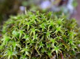 Attēlu rezultāti vaicājumam “Zygodon rupestris”