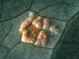 Attēlu rezultāti vaicājumam “Puccinia sessilis”