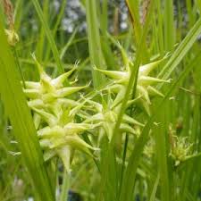 Attēlu rezultāti vaicājumam “Carex acutiformis leaf”