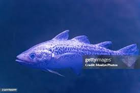 Image result for Pollachius pollachius