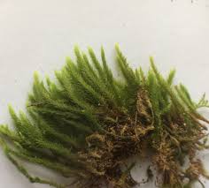 Attēlu rezultāti vaicājumam “Leucodon sciuroides”