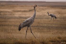 Attēlu rezultāti vaicājumam “Grus grus”