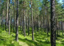 Attēlu rezultāti vaicājumam “Pinus sylvestris var. borussica”