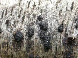 Attēlu rezultāti vaicājumam “Hypoxylon multiforme”