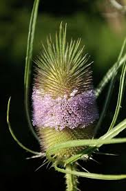 Attēlu rezultāti vaicājumam “Dipsacaceae”