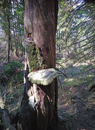 Attēlu rezultāti vaicājumam “Peltis grossa”