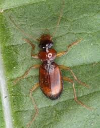 Attēlu rezultāti vaicājumam “Leistus terminatus”