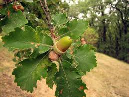 Attēlu rezultāti vaicājumam “Quercus”