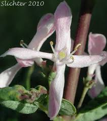 Attēlu rezultāti vaicājumam “Lonicera tatarica flower”