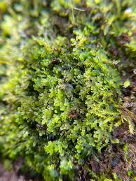 Attēlu rezultāti vaicājumam “Riccardia latifrons”