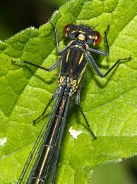 Attēlu rezultāti vaicājumam “Erythromma najas”