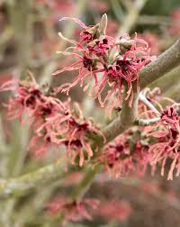 Attēlu rezultāti vaicājumam “Dianemataceae”
