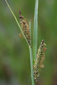 Attēlu rezultāti vaicājumam “Carex acutiformis fruit”