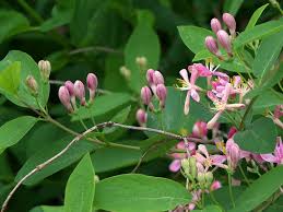 Attēlu rezultāti vaicājumam “Lonicera tatarica bud”