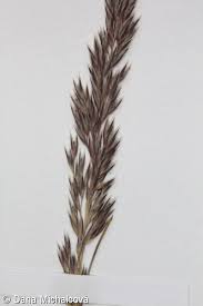 Attēlu rezultāti vaicājumam “Corynephorus canescens fruit”