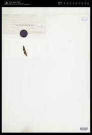 Attēlu rezultāti vaicājumam “Pleurococcus vulgaris”