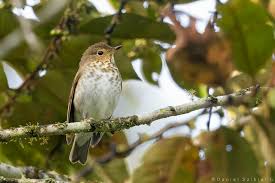 Image result for Catharus ustulatus