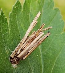 Attēlu rezultāti vaicājumam “Psyche casta larva”