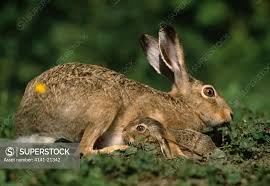 Attēlu rezultāti vaicājumam “Lepus europaeus”