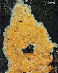 Attēlu rezultāti vaicājumam “Rigidoporus crocatus”